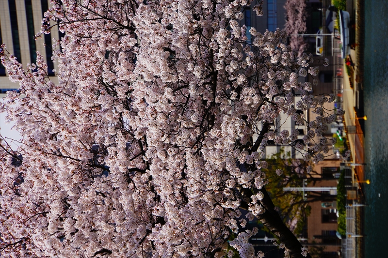 1125_なとみらい_神奈川