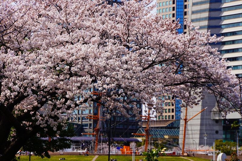 1126_なとみらい_神奈川