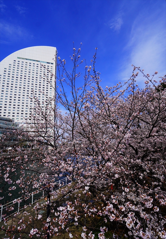 1128_なとみらい_神奈川