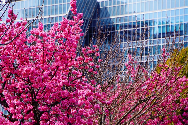 1130_なとみらい_神奈川