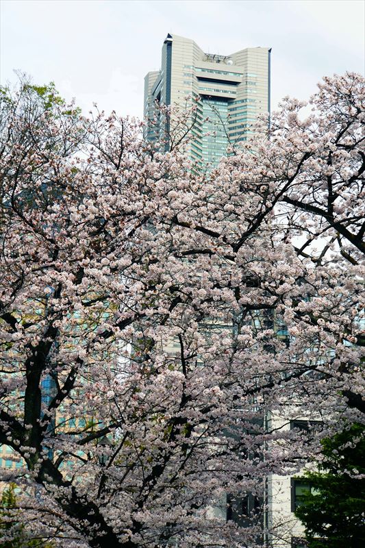 1122_掃部山公園_神奈川