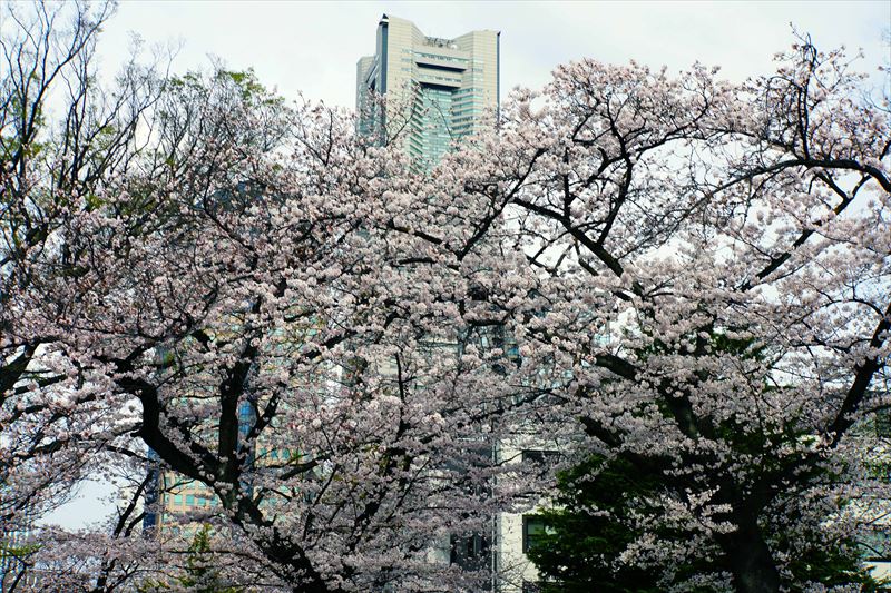 1123_掃部山公園_神奈川
