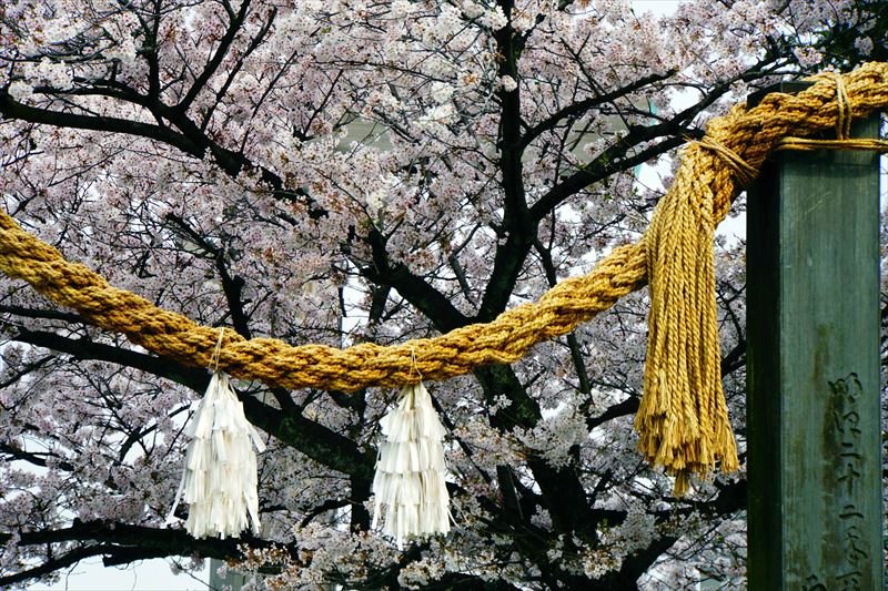 1054_伊勢山皇大神宮_神奈川