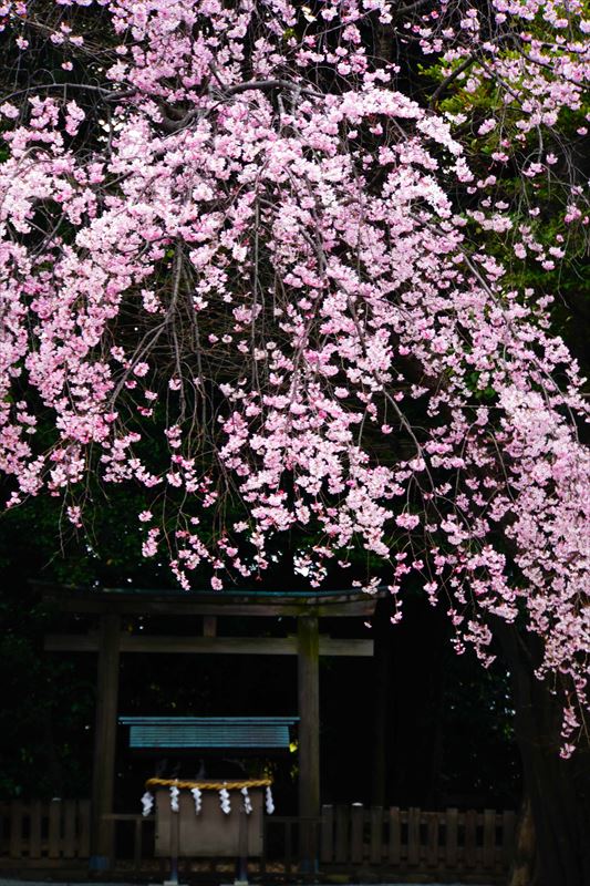 1055_伊勢山皇大神宮_神奈川