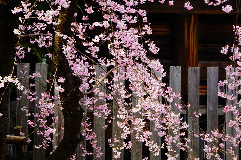1058_伊勢山皇大神宮_神奈川