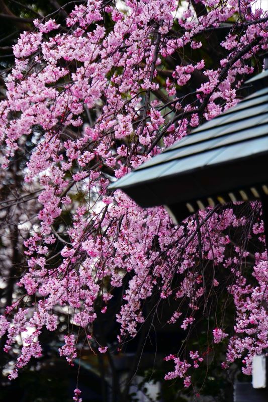 1062_伊勢山皇大神宮_神奈川
