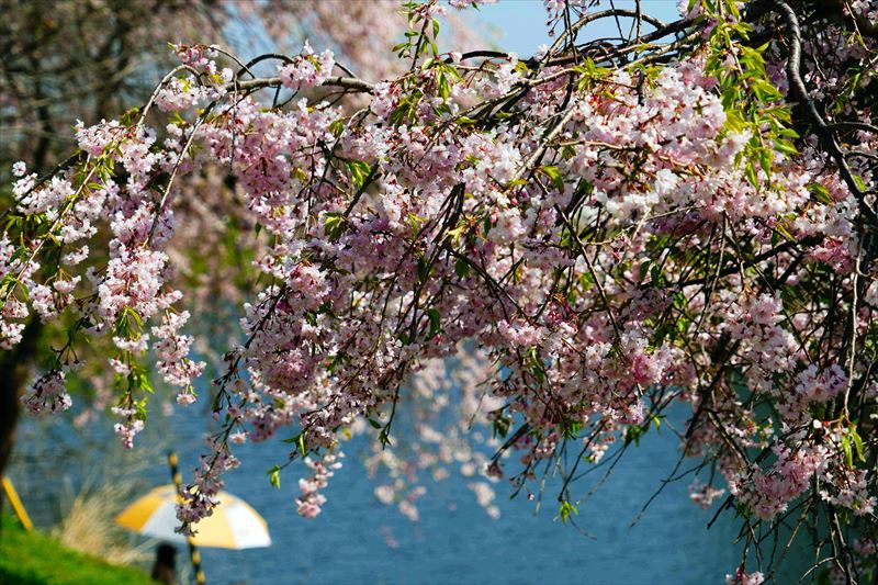 1047_白河市小峰城_福島