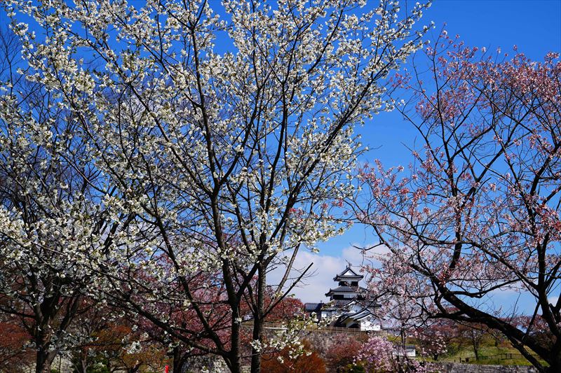 1049_白河市小峰城_福島