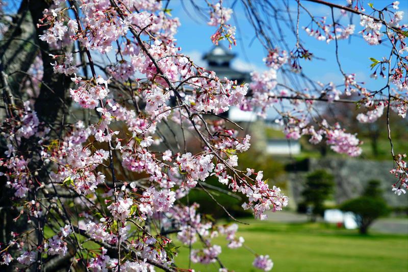 1050_白河市小峰城_福島