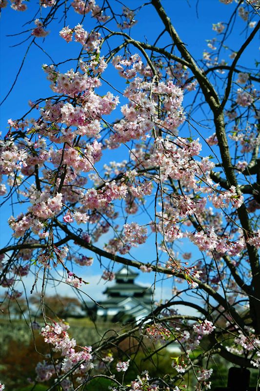 1051_白河市小峰城_福島