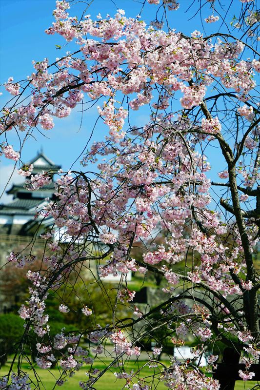 1052_白河市小峰城_福島