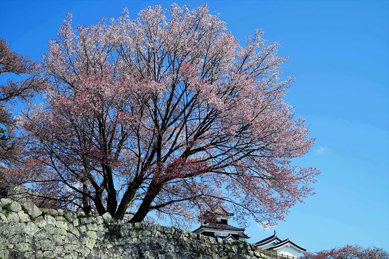 1053_白河市小峰城_福島