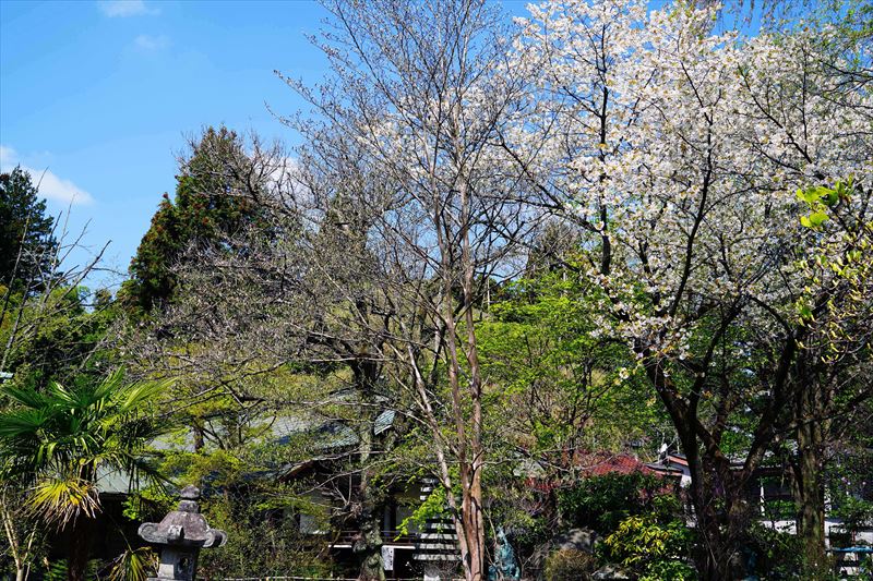 1036_白河市関川寺_福島