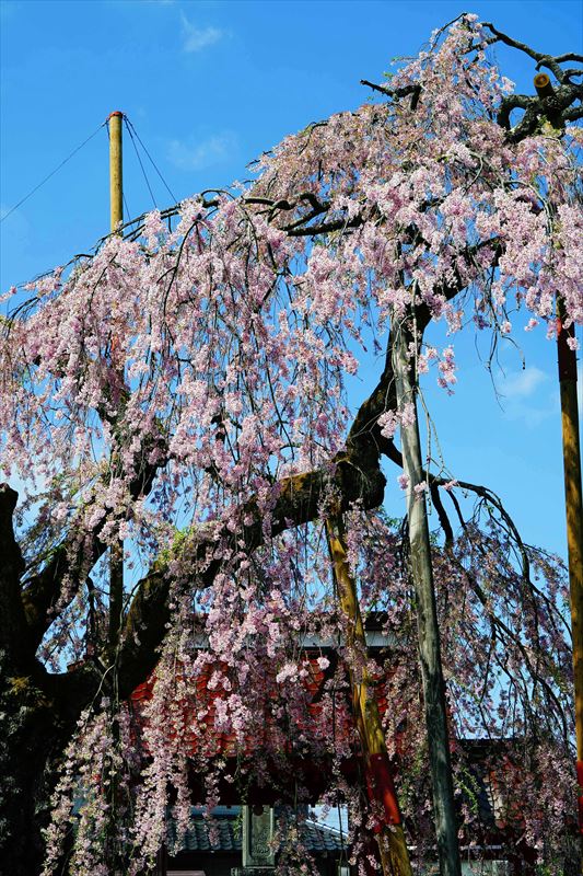 1007_白河市妙関寺_福島