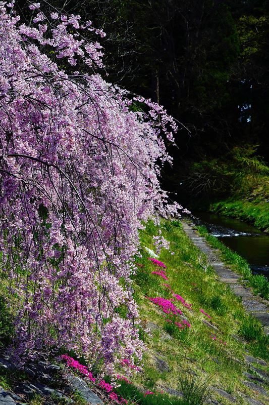 1037_谷津田川せせらぎ通り_福島
