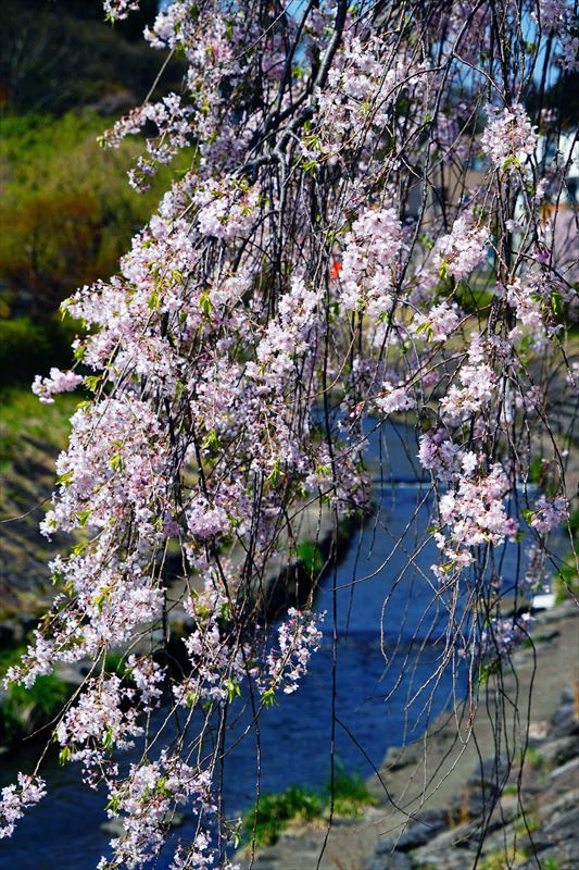 1038_谷津田川せせらぎ通り_福島