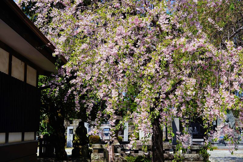 1043_白河市龍蔵寺_福島