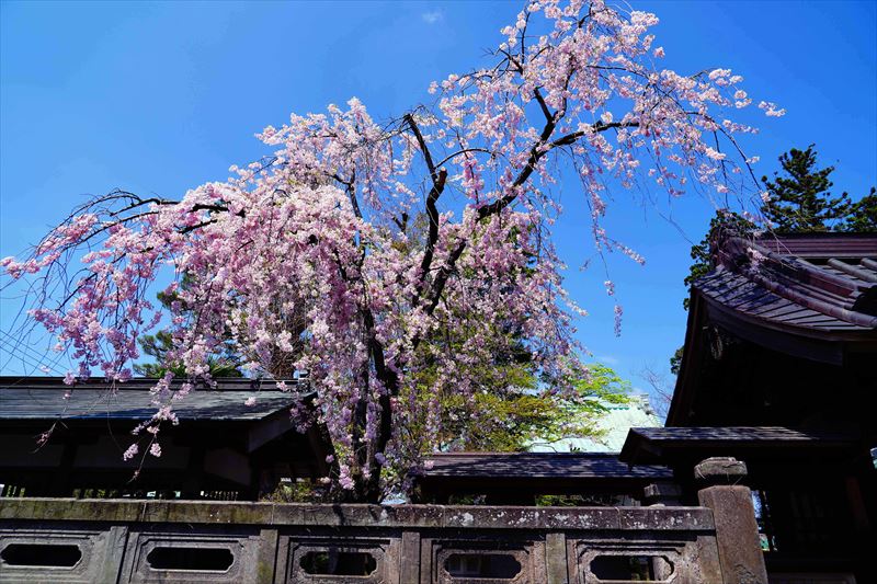 1008_白河市専念寺_福島