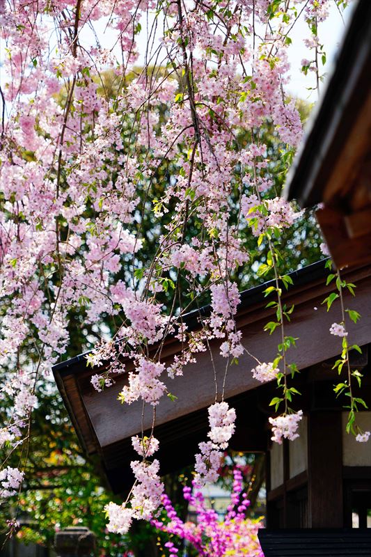 1009_白河市専念寺_福島