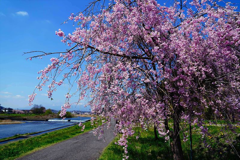 1012_白河市阿武隈川河畔_福島
