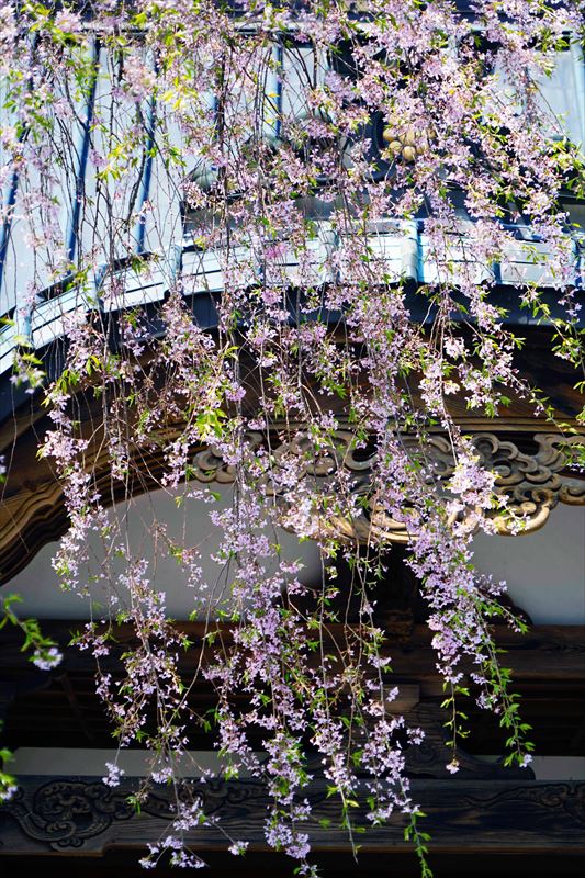 1010_白河市聯芳寺_福島