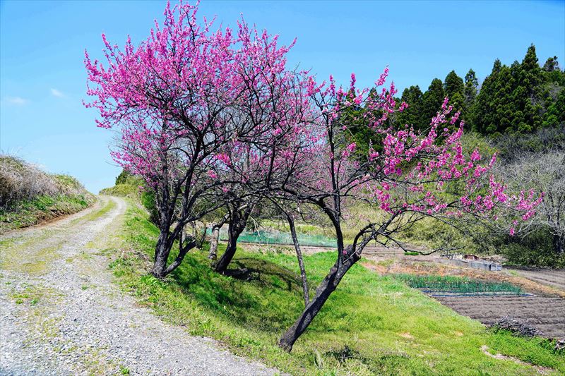 1039_谷津田川せせらぎ通り_福島