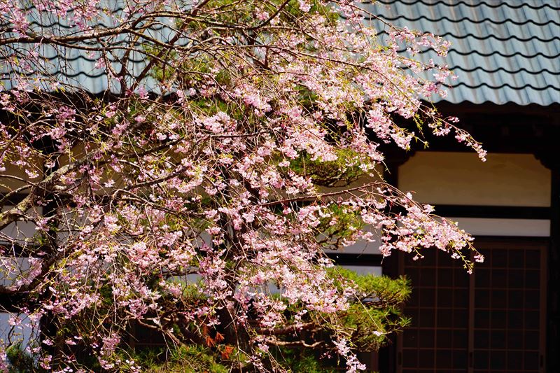 1041_白河市宝積院_福島