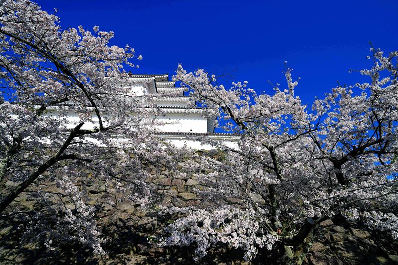 1016_会津鶴ヶ城_福島