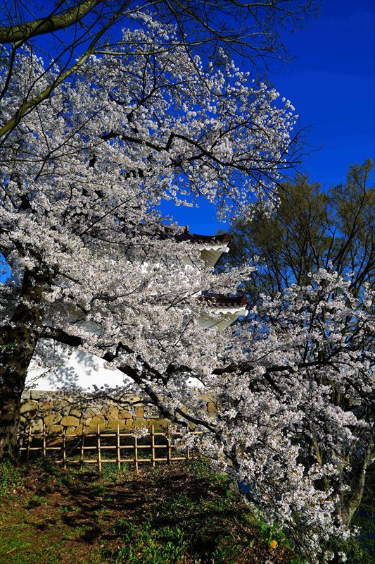 1017_会津鶴ヶ城_福島