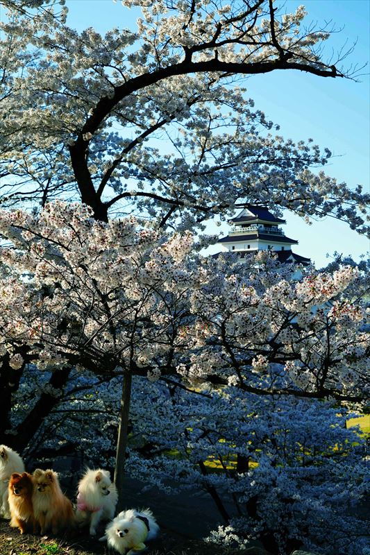 1021_会津鶴ヶ城_福島