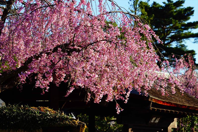 1025_会津鶴ヶ城_福島