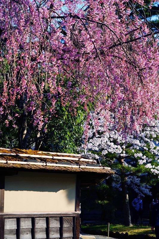 1026_会津鶴ヶ城_福島