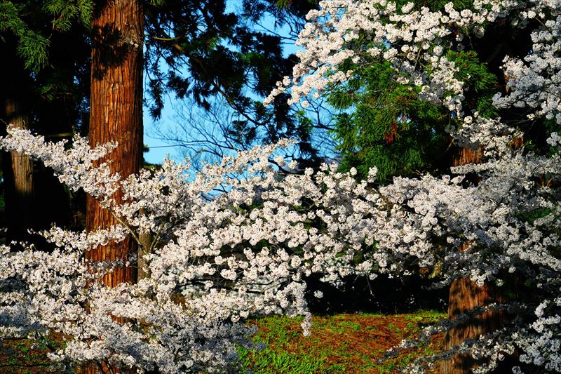 1033_会津鶴ヶ城_福島