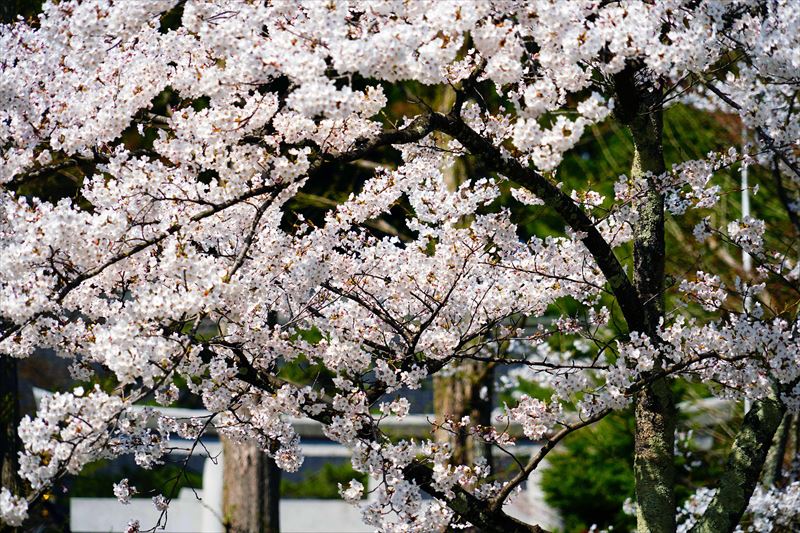 1026_千秋公園_秋田