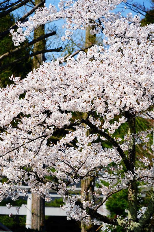 1027_千秋公園_秋田