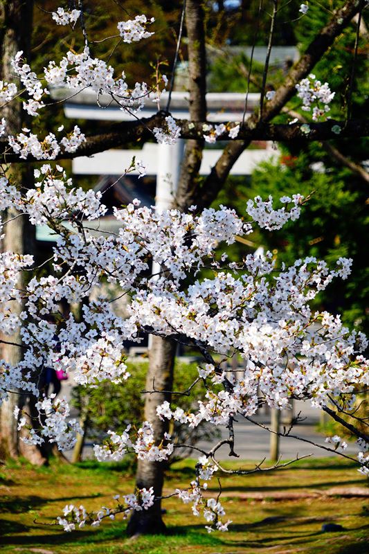 1028_千秋公園_秋田