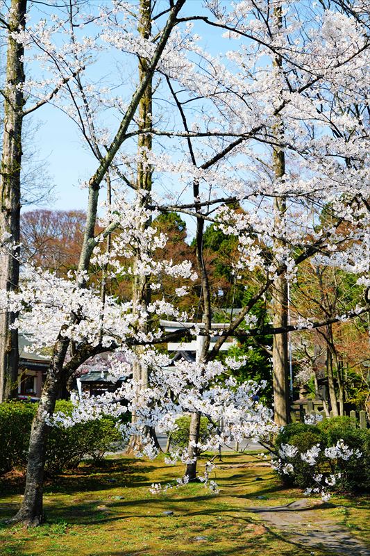 1029_千秋公園_秋田