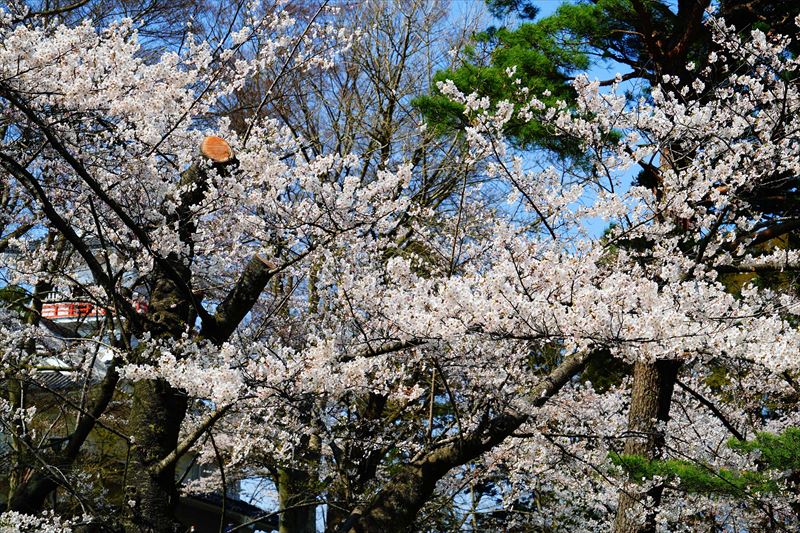 1033_千秋公園_秋田