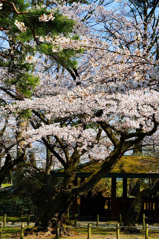 1034_千秋公園_秋田