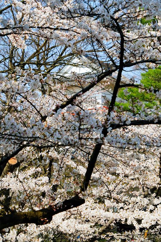 1035_千秋公園_秋田