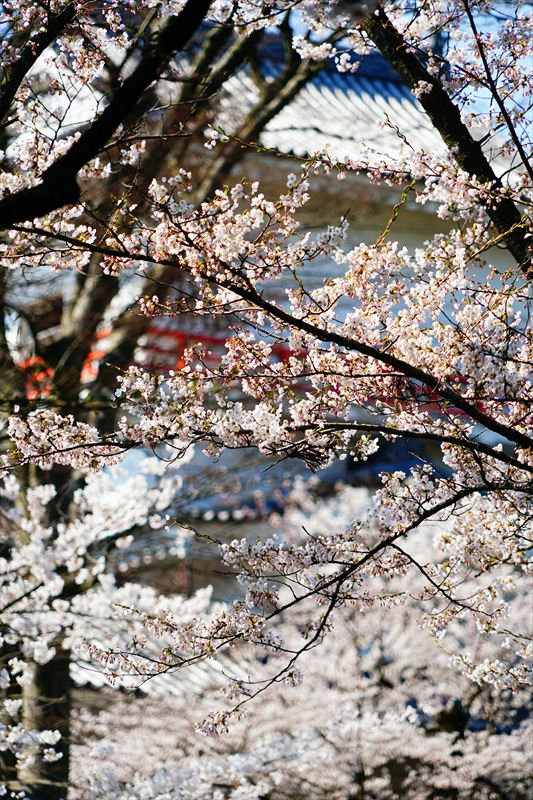 1036_千秋公園_秋田