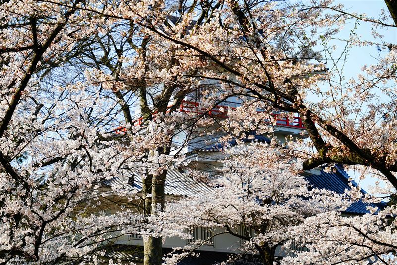 1037_千秋公園_秋田