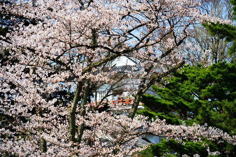 1038_千秋公園_秋田