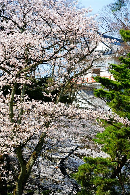 1039_千秋公園_秋田