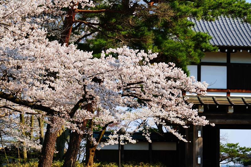 1041_千秋公園_秋田