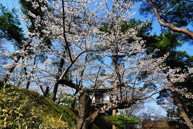 1042_千秋公園_秋田