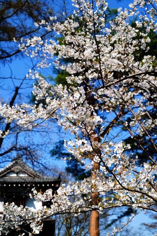 1043_千秋公園_秋田