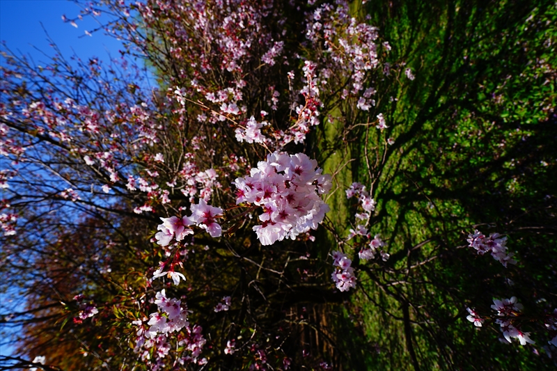 1007_桜公園_新潟
