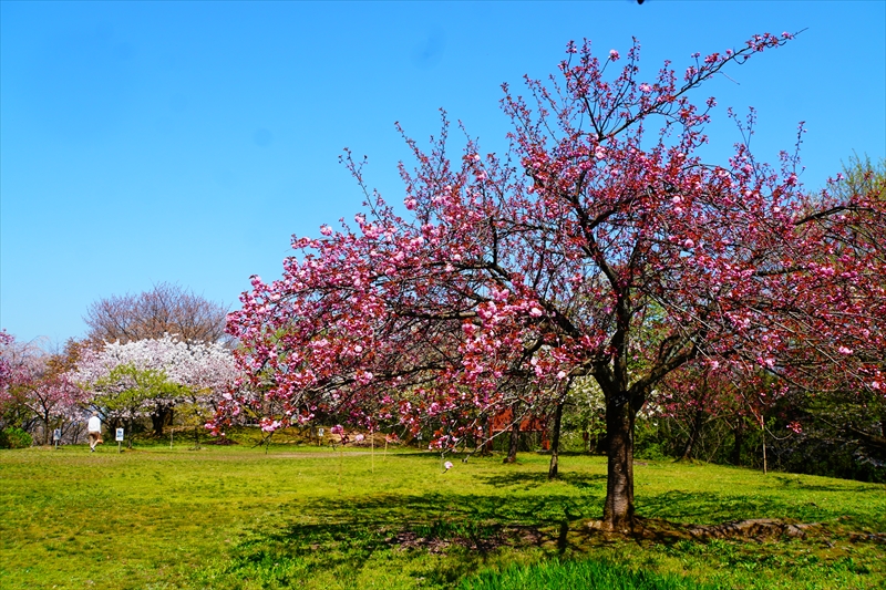 1008_桜公園_新潟