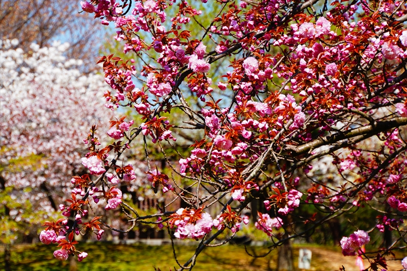 1009_桜公園_新潟